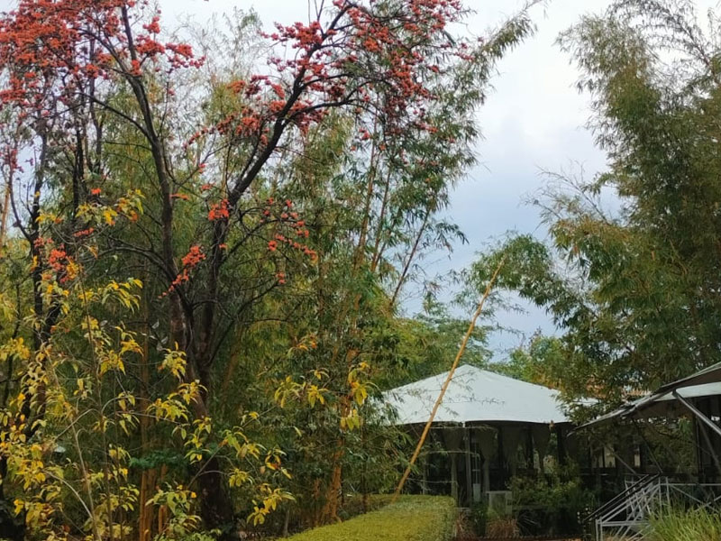 Lodge View