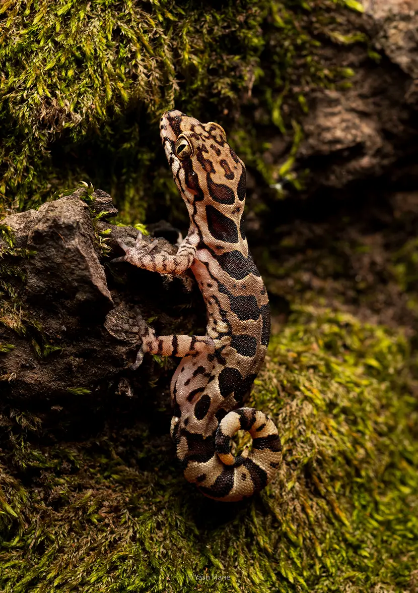 Clouded gecko in bandhavgarh national park